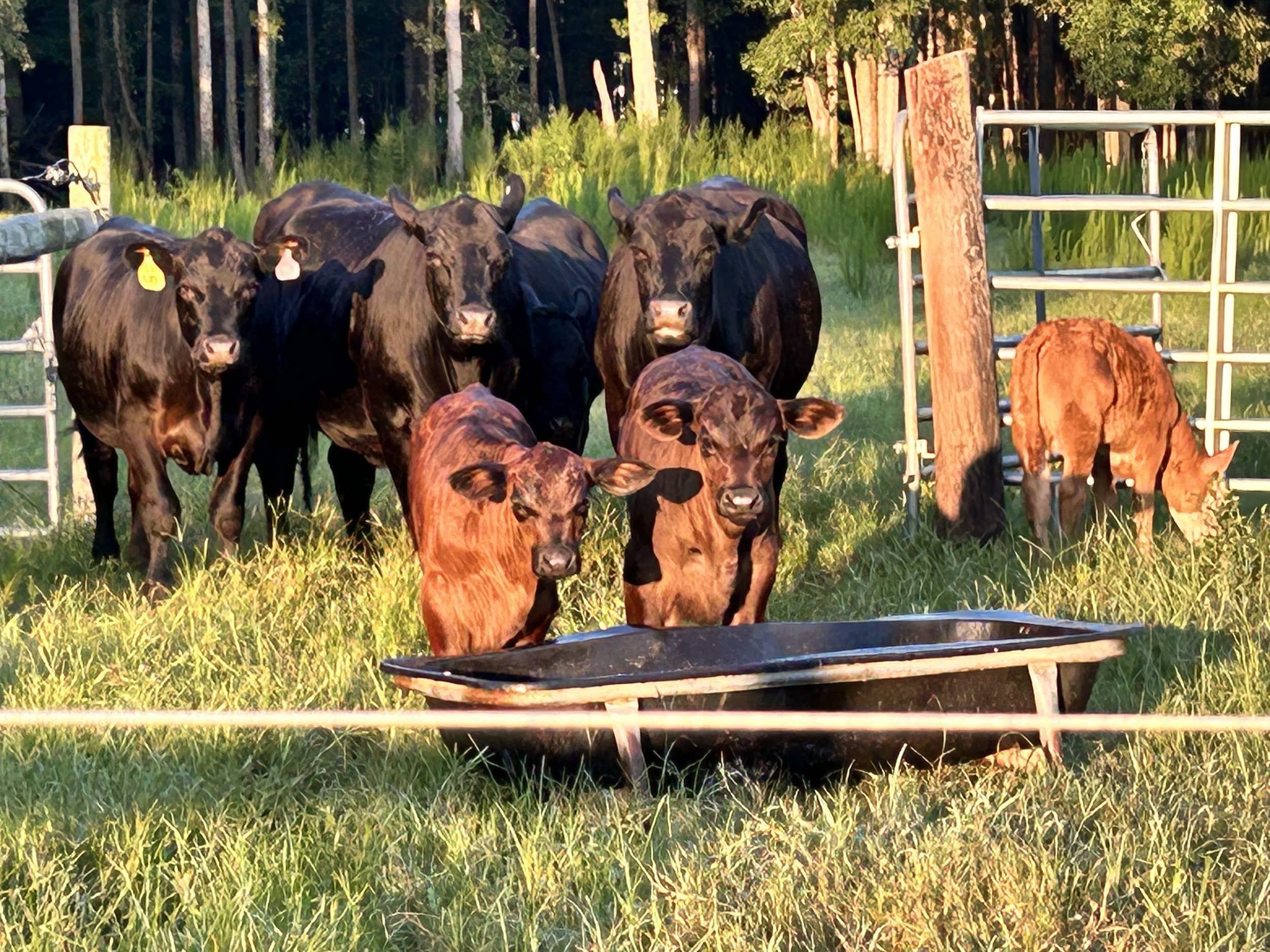 Pasture+raised+local+beef
